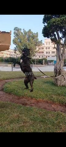 Cani Corso - 2