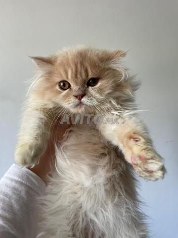 قطتان فارسيتان للبيع - 2