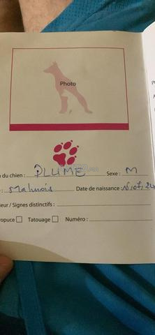 🐕‍🦺 Malinois pure race à vendre – dressé et en excellente santé - 2