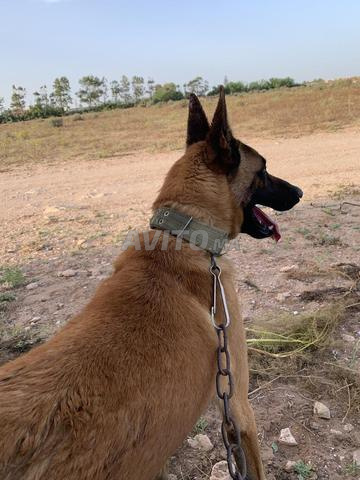 🐕‍🦺 مالينوا أصيل للبيع - مدرب وبصحة ممتازة