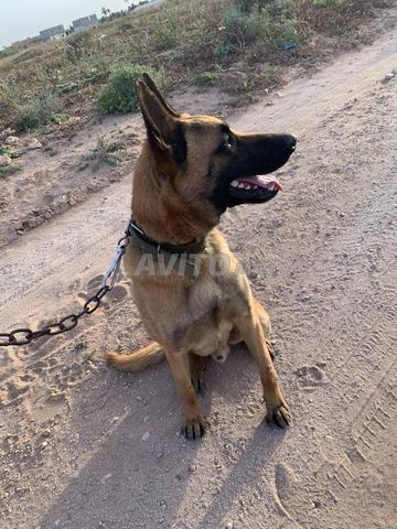 🐕‍🦺 مالينوا أصيل للبيع - مدرب وبصحة ممتازة - 2