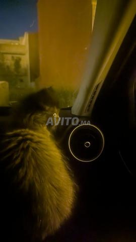 Chat persan noir - 2