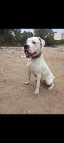 Femelle Dogue Argentin 3 ans - 2