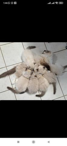 Chat Ragdoll pure race - 2