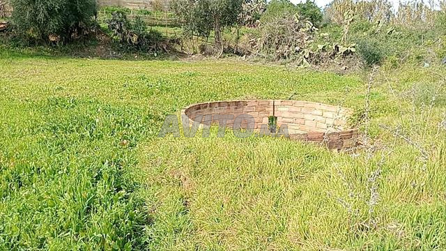 أرض فلاحية وسكنية - 2