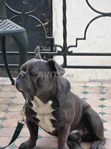 Chien bouledogue
