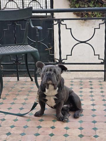 كلب بولدوج - 2