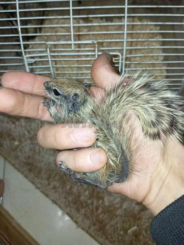 Bébés écureuils - 2