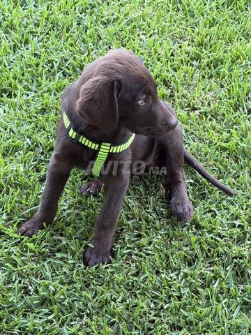 كلب لابرادور رائع بعمر 4 أشهر للبيع - 2