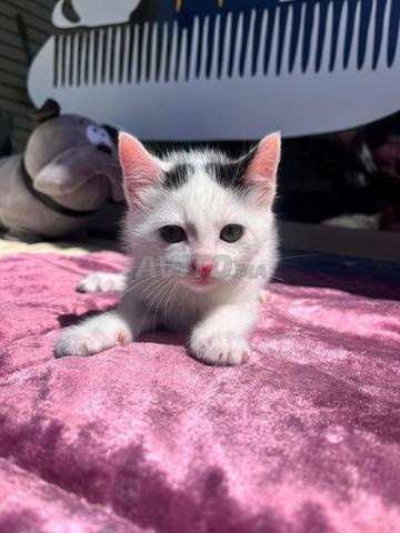 قطط صغيرة للتبني - 2