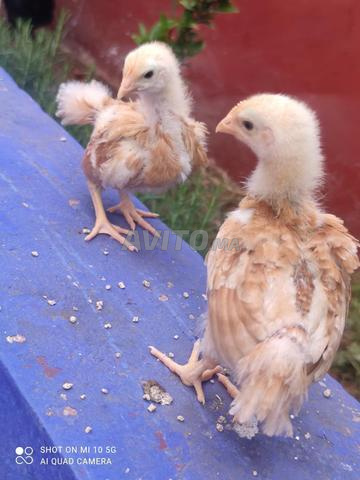 نيوهامشر وايت وسوسكس تريكولور - 2