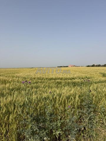 Terrain Agricole a vendre titré - 2