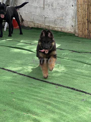 راعي طويل الشعر - 2