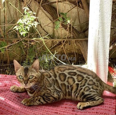 أنثى قط بنغال بالغة بني/أسود مرقطة - 2