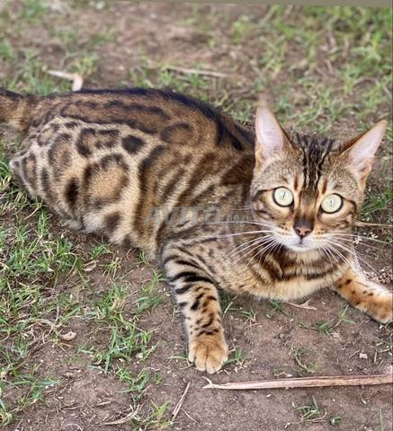 قطة بنغالية رائعة بنقوش بنية/سوداء - 2