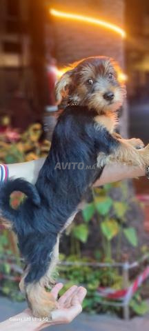 يوركشاير تيرير [ ذكر/أنثى ] - 2