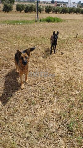 كلب الراعي الألماني