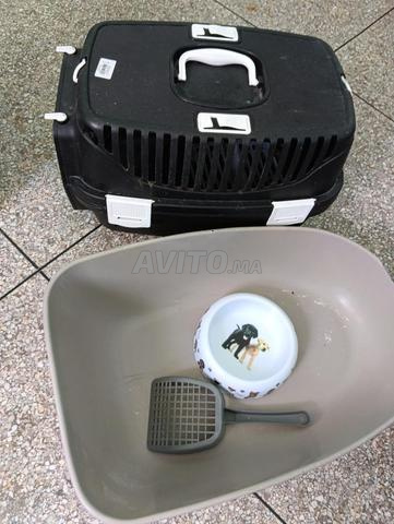 لوازم تربية القطط - 2