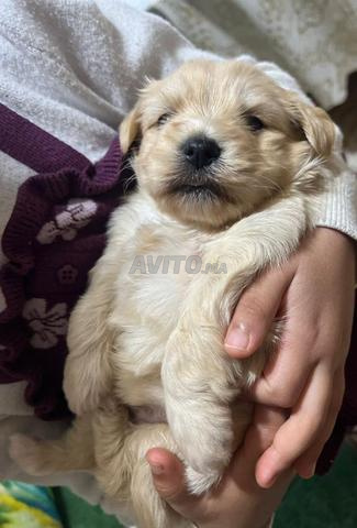 بيشون هافانيز - 2