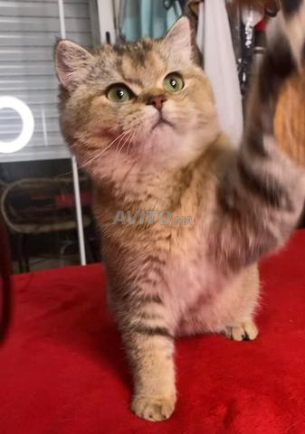 أنثى سكوتش ستريت رائعة - 2