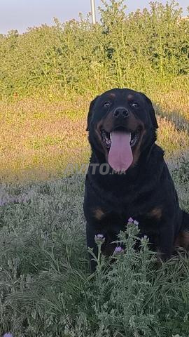Chien Rottweiler - 2
