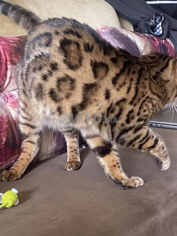 قطة بنغالية أنيقة بنقوش بنية/سوداء مرقطة - 2