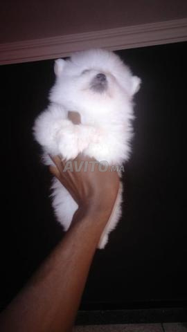 Adorables Spitz nain