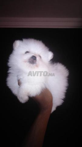 سبتز قزم رائع