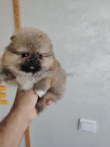 سبتز نان بوميرانيان - 2