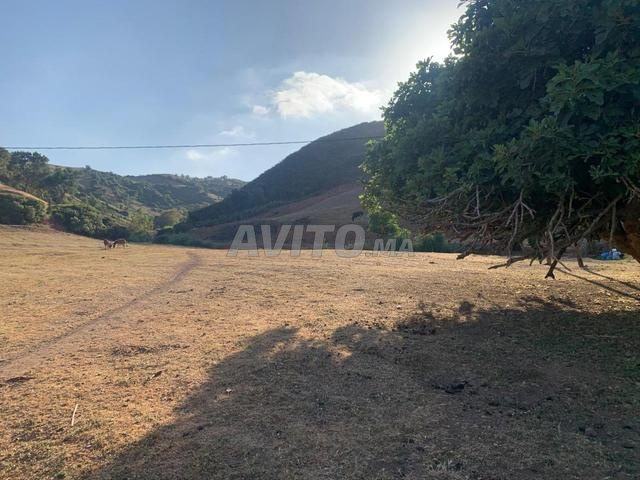 أرض مسجلة للبيع بـ 250 درهم - 2