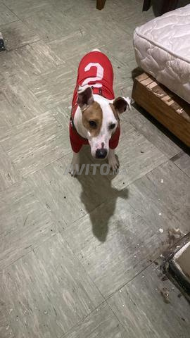 جاك راسل تيريير - 2