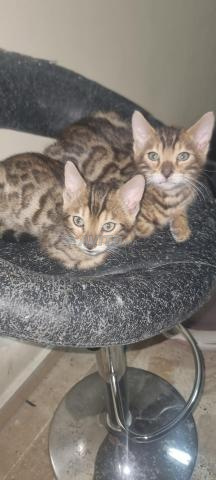 قطط بنغال بصحة جيدة - 2