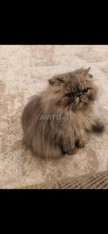قط فارسي ذكر عمره 8 أشهر - 2