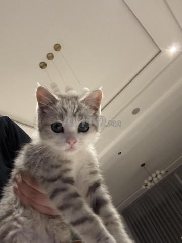 [À ADOPTER] Adorable Chatonne type Scottish