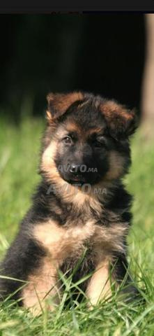 كلاب الراعي الألماني - 2