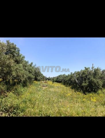 أرض مغلقة للبيع في نواصر - 2