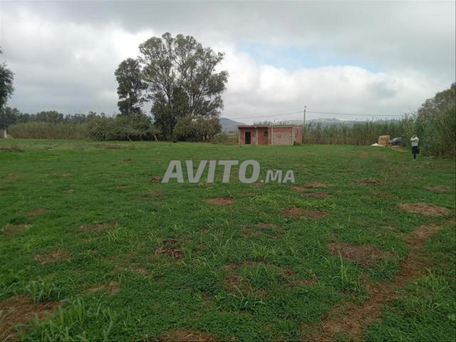 بيع أراضٍ فلاحية — سيدي رحال - 2