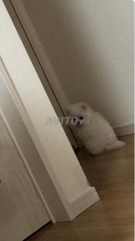 Spitz mâle et femelle - 2