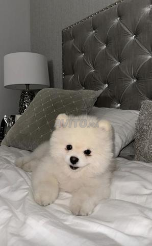 Spitz nain mâle et femelle - 2