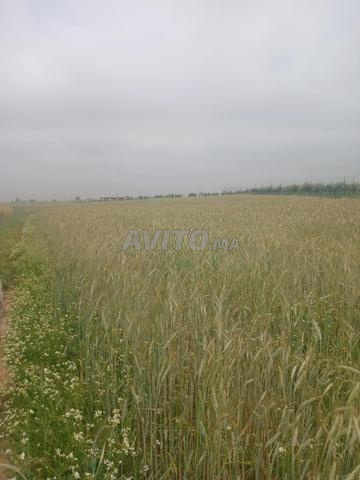 Terrain sur la route, 7500 m², à 5 km de la ville - 2