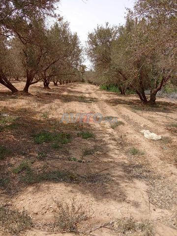 Vente Terrain nu de 16000 m2 à Marrakech