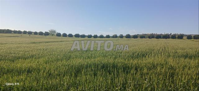 بيع أراضي و ضيعات محفظة — سيدي رحال - 2