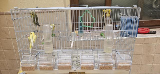 زوجان من الببغاوات (بادجي) مع القفص - 2