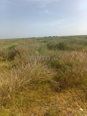 أرض فلاحية مساحتها 14 هكتار مرخصة للبيع - 2