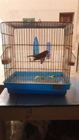 ميستو و 3 طيور كناري ذكور