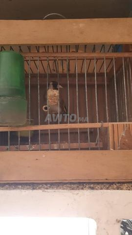 ميستو و 3 طيور كناري ذكور - 2