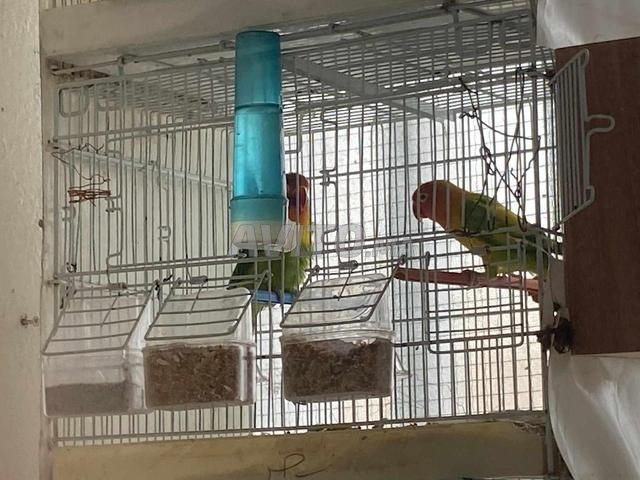 أزواج عاملة للبيع - 2