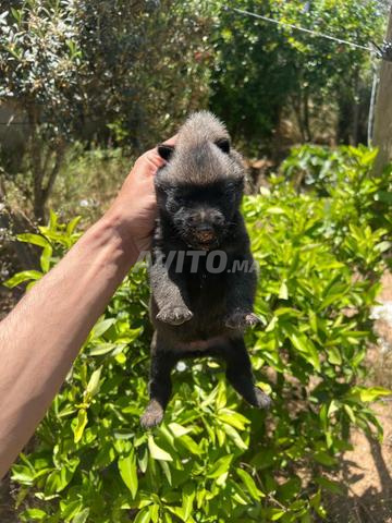 مالينوا 35 يوم - 2