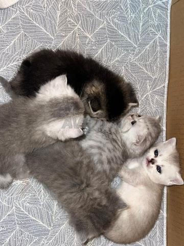 قط بريطاني - 2