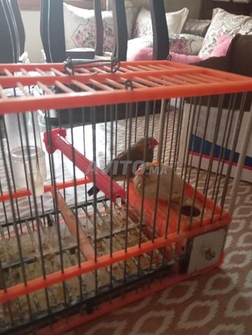 زوج من طيور الزيبرا مع القفص - 2